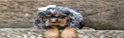 Cocker Spaniel dogs for sale: Letti 🐶💗 - Ad 2