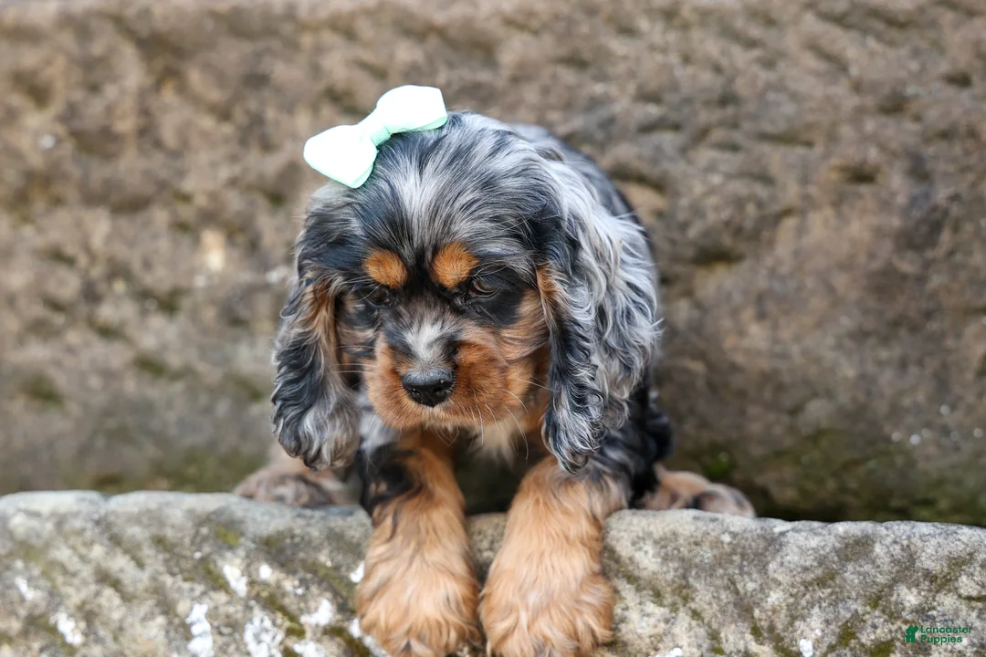 Cocker Spaniel dogs for sale: Letti 🐶💗 - Ad 2