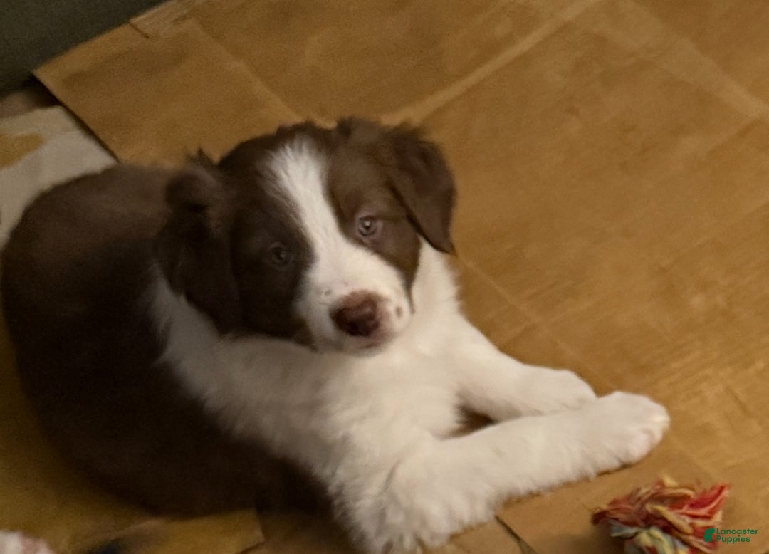Border Collie dogs for sale: Border Collie Puppy 1 - Red - Ad 7