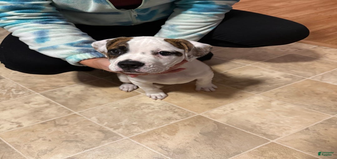 Gallery Image {{count}}