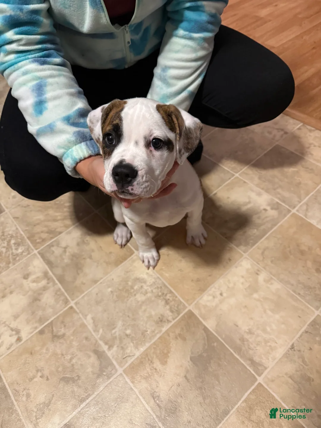 Gallery Image {{count}}