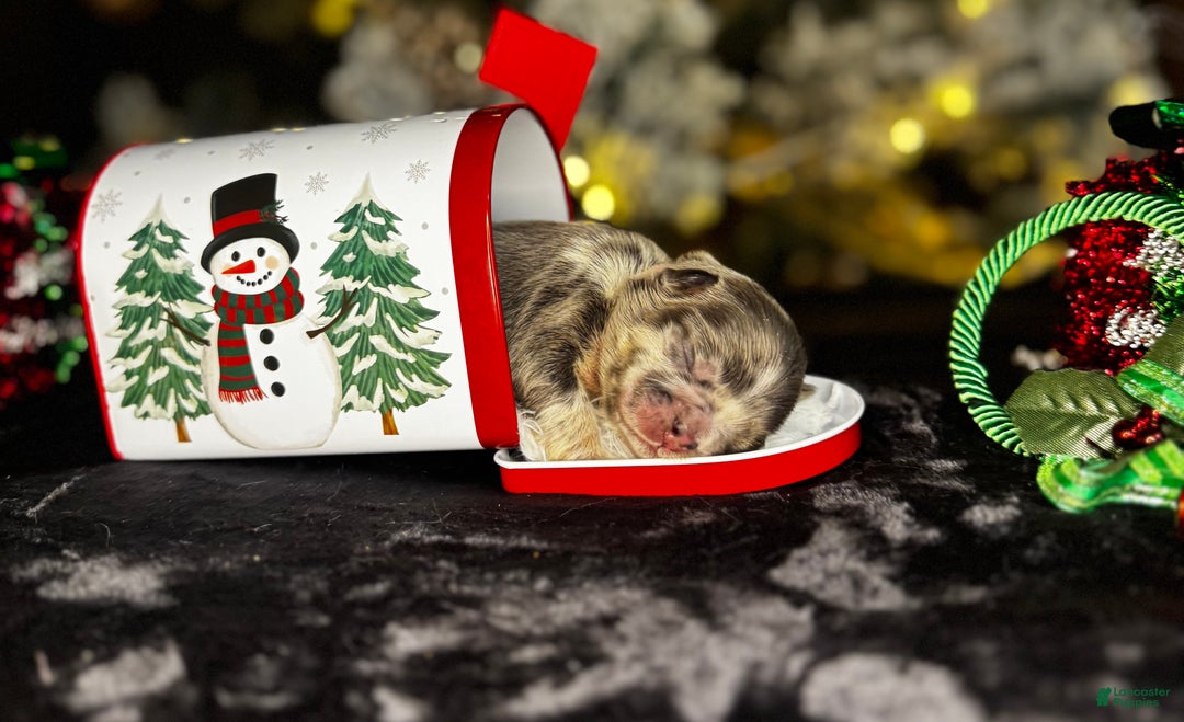 French Bulldog dogs for sale: KISSES  - Ad 2