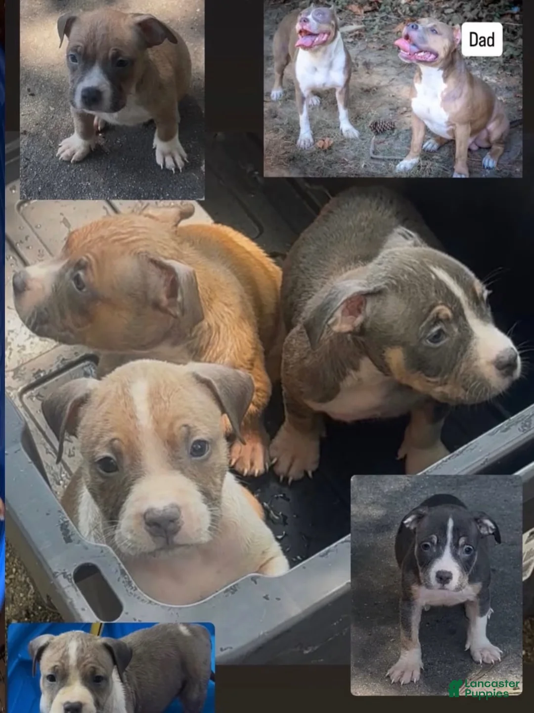 American Bully dogs for sale: American Bully 3 - Ad 2