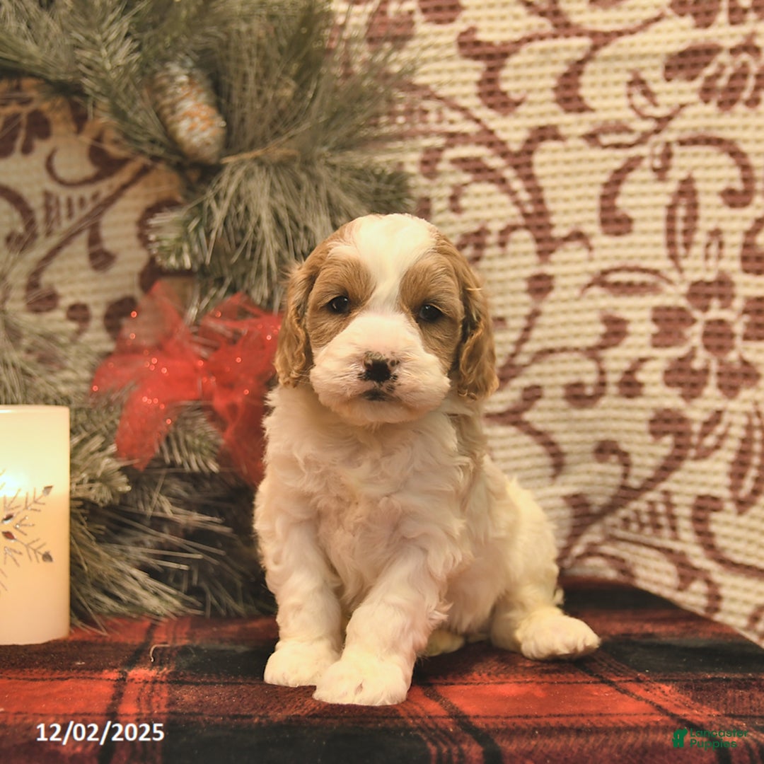 Cockapoo dogs for sale: Meagan  - Ad 3