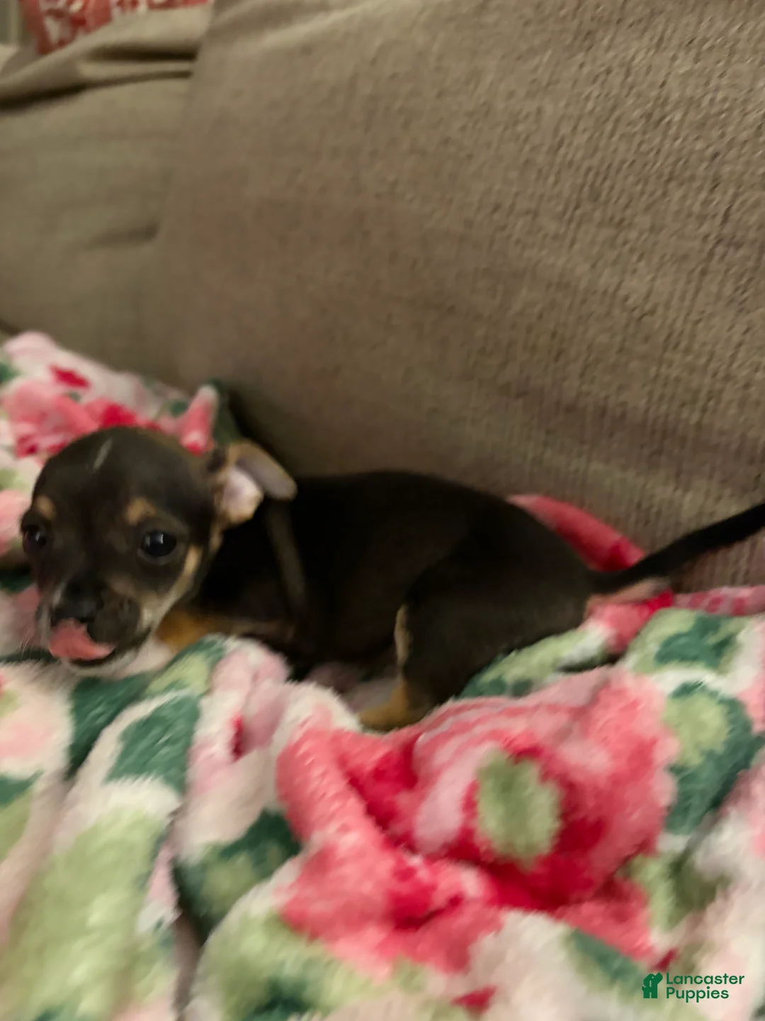 Chihuahua dogs for sale: Chihuahua Puppy 1 - Ad 6