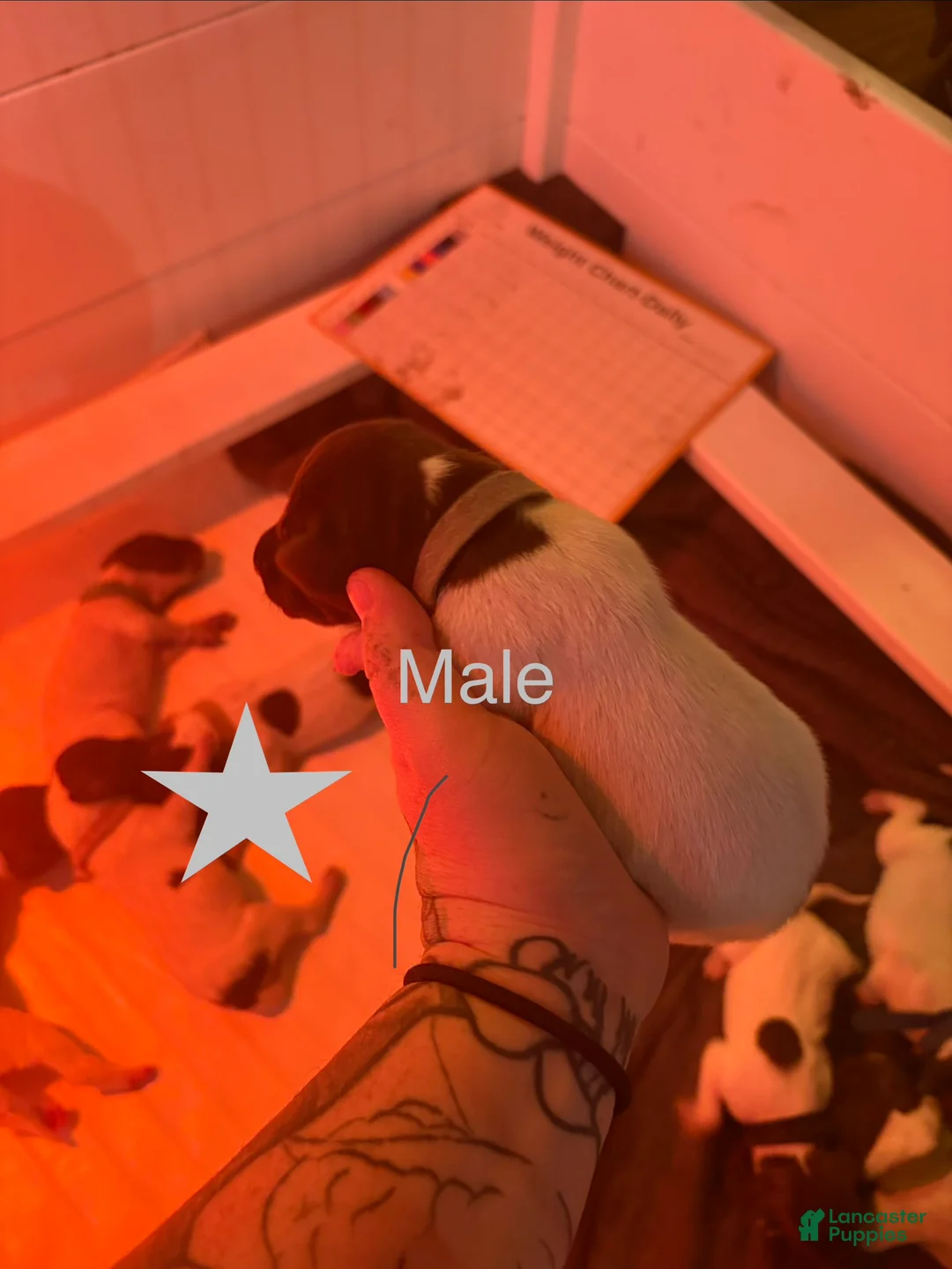 German Shorthaired Pointer dogs for sale: Downy - Ad 2