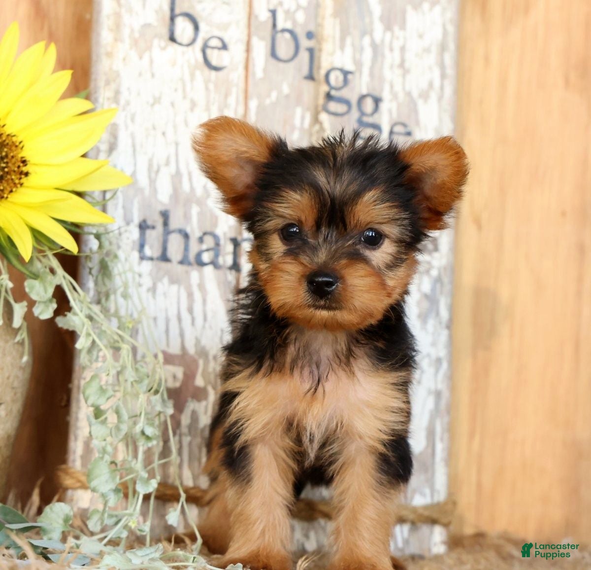 Morkie dogs Opal - Ad 1