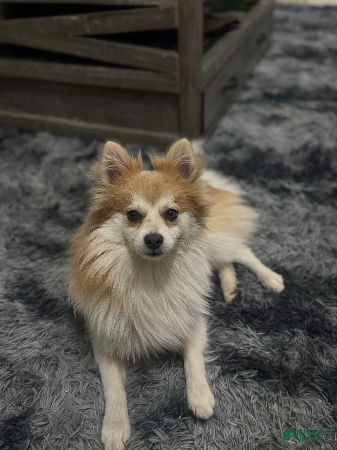 Pomeranian dogs for sale: Pomeranian Puppy 1 - Ad 2