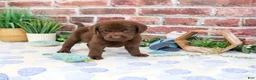 Labrador Retriever dogs for sale: Heath - Ad 2