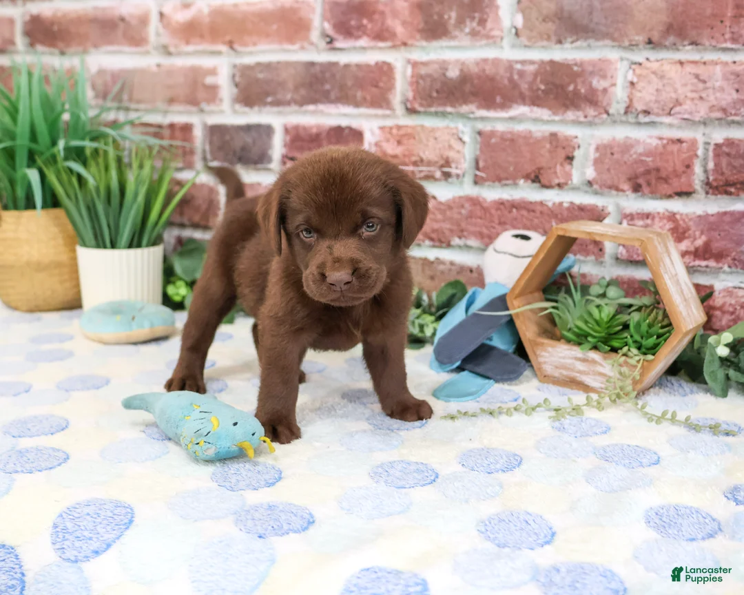 Labrador Retriever dogs for sale: Heath - Ad 2