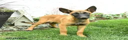 Belgian Malinois dogs for sale: Greta - Ad 5
