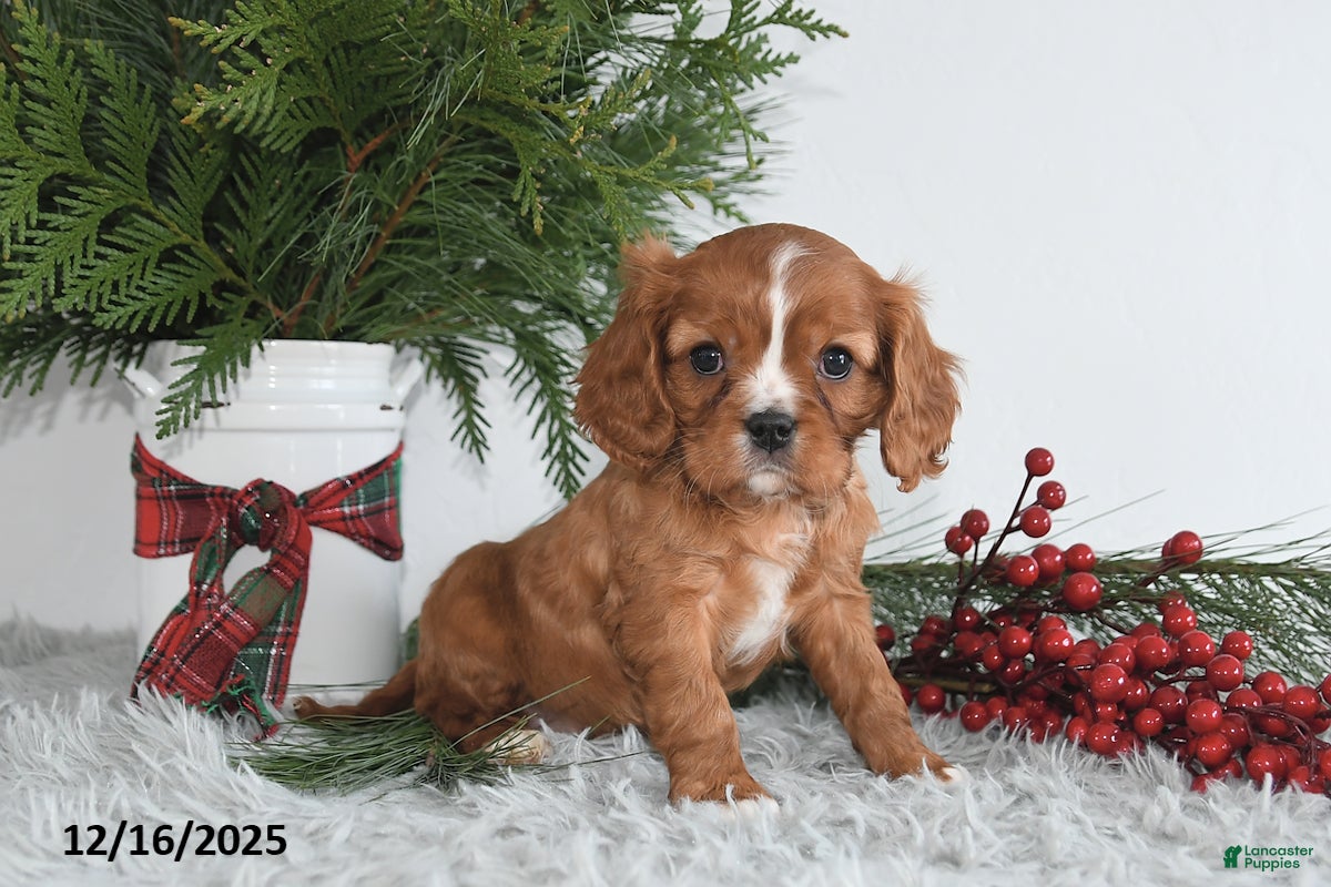 Cavalier King Charles Spaniel dogs Starlight - Ad 24