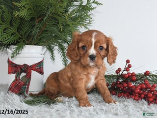 Cavalier King Charles Spaniel dogs Starlight - Ad 24