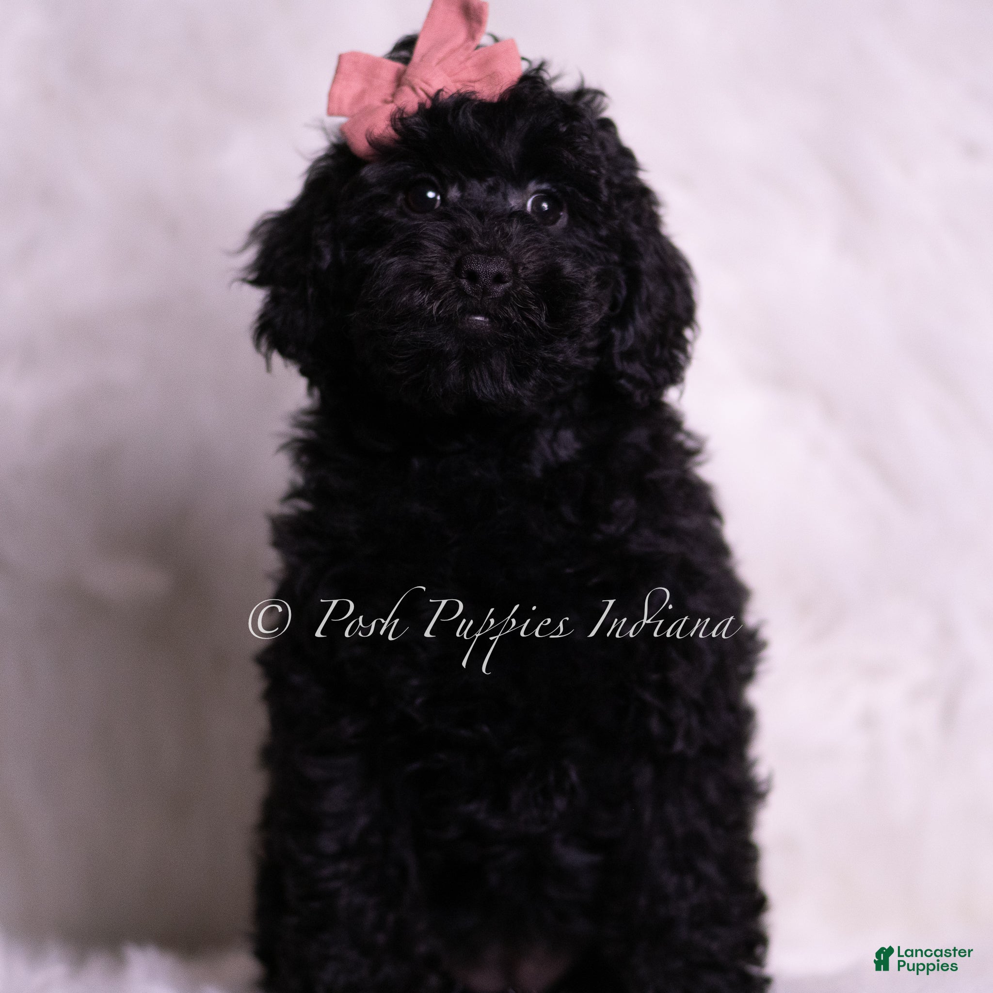 Mini Goldendoodle dogs Perla - Ad 39