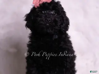 Mini Goldendoodle dogs Perla - Ad 6