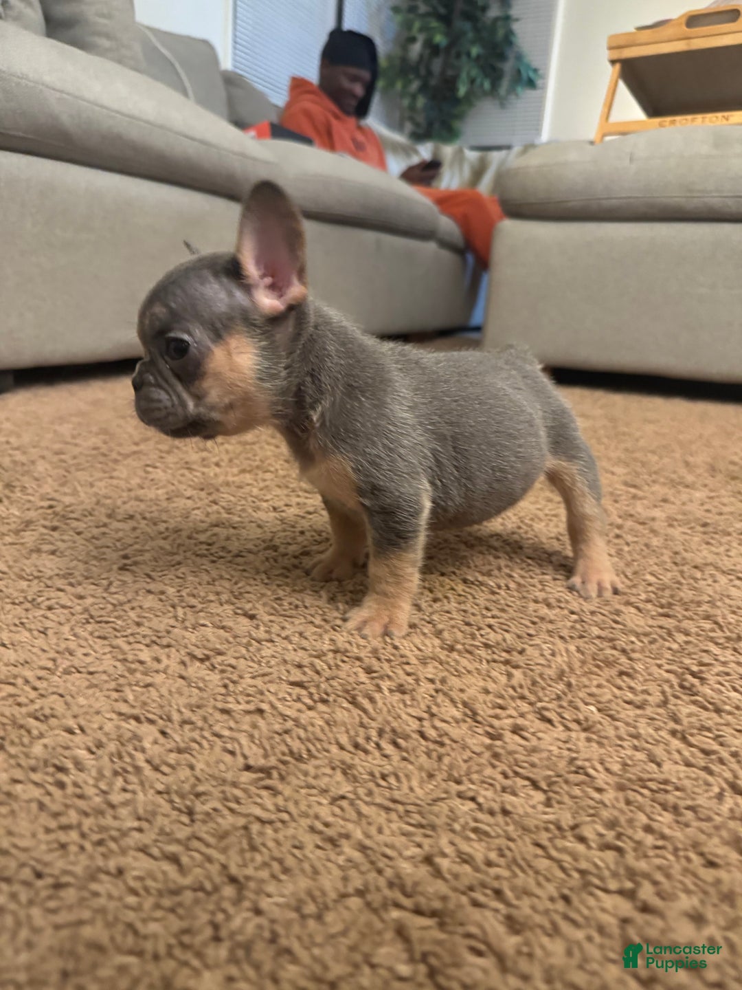 French Bulldog dogs for sale: French Bulldog Puppy 1 - Ad 4