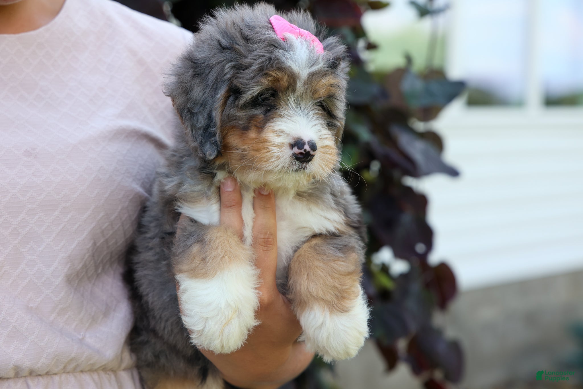 Mini Bernedoodle dogs 🐾 Primrose 🐾 - Ad 2