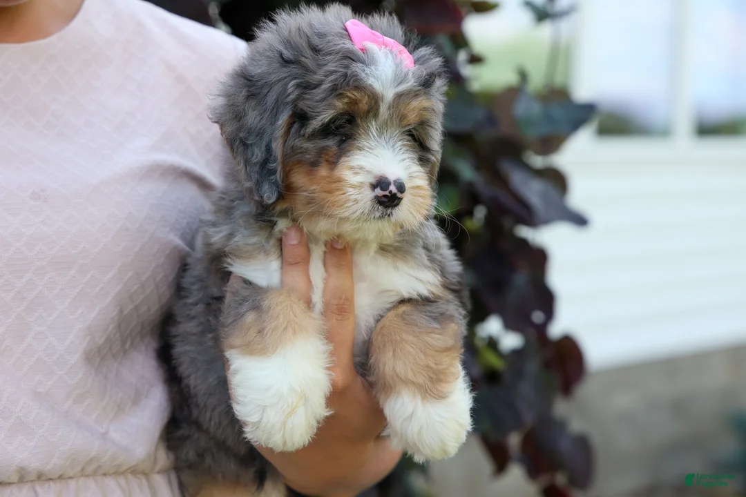 Mini Bernedoodle dogs for sale: 🐾 Primrose 🐾 - Ad 2