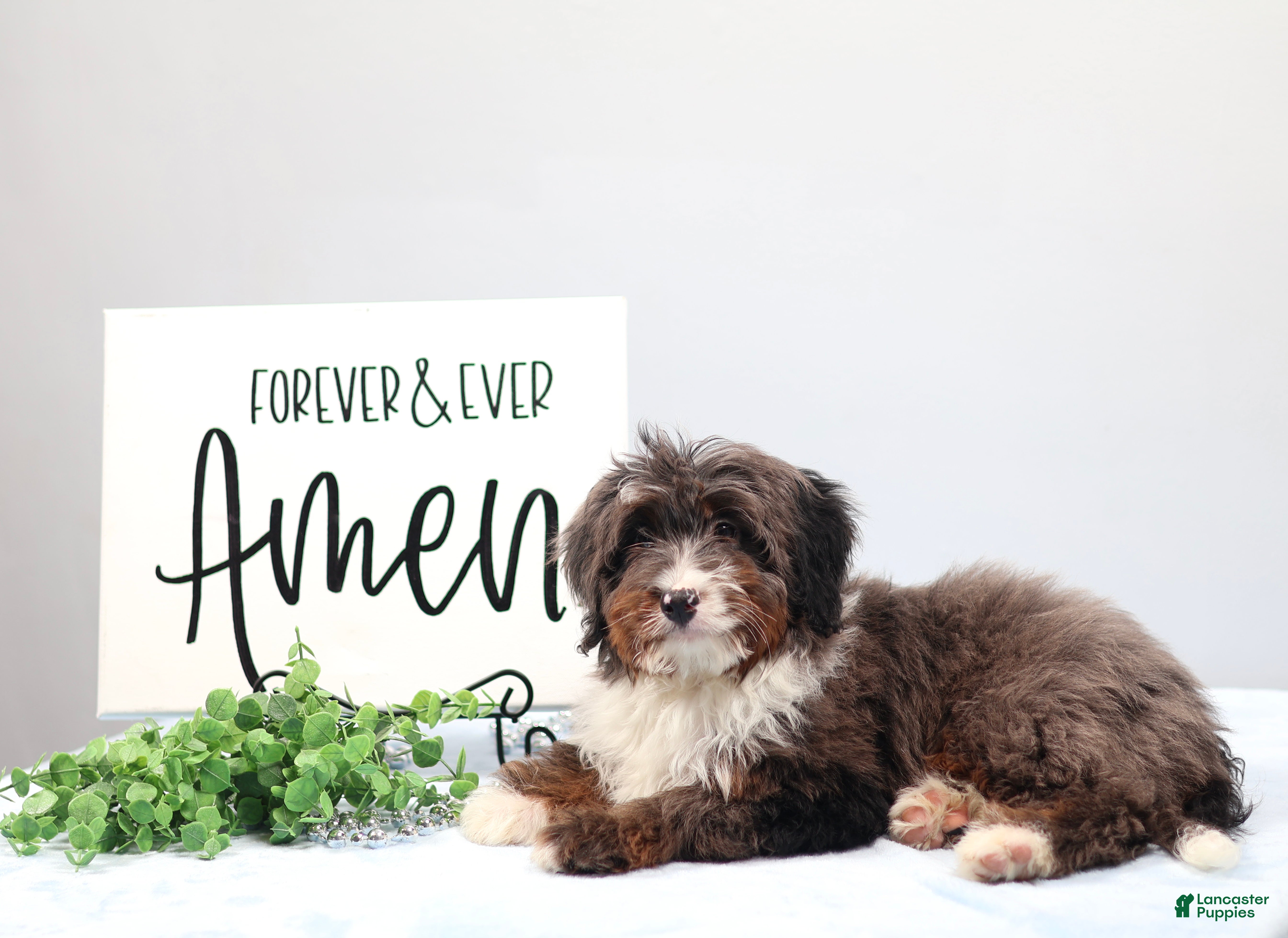 Mini Bernedoodle dogs Eliot - Ad 2