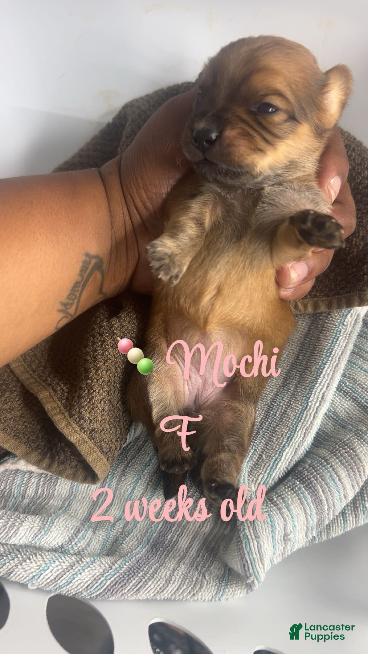 Mixed Breed dogs 🍡 Mochi - Ad 41