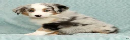 Australian Shepherd dogs for sale: Callie - Ad 4