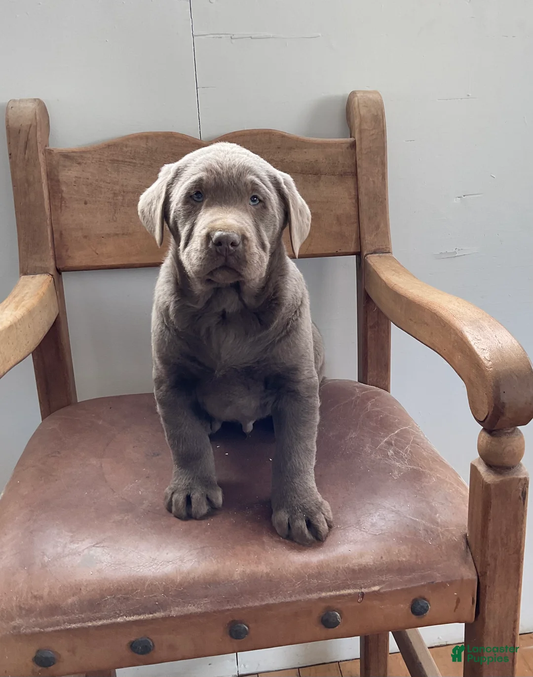 Labrador Retriever dogs for sale: Moonlight  - Ad 2