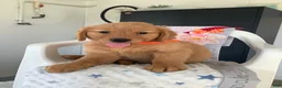 Golden Retriever dogs for sale: Golden Retriever 3 Sherry  - Ad 1