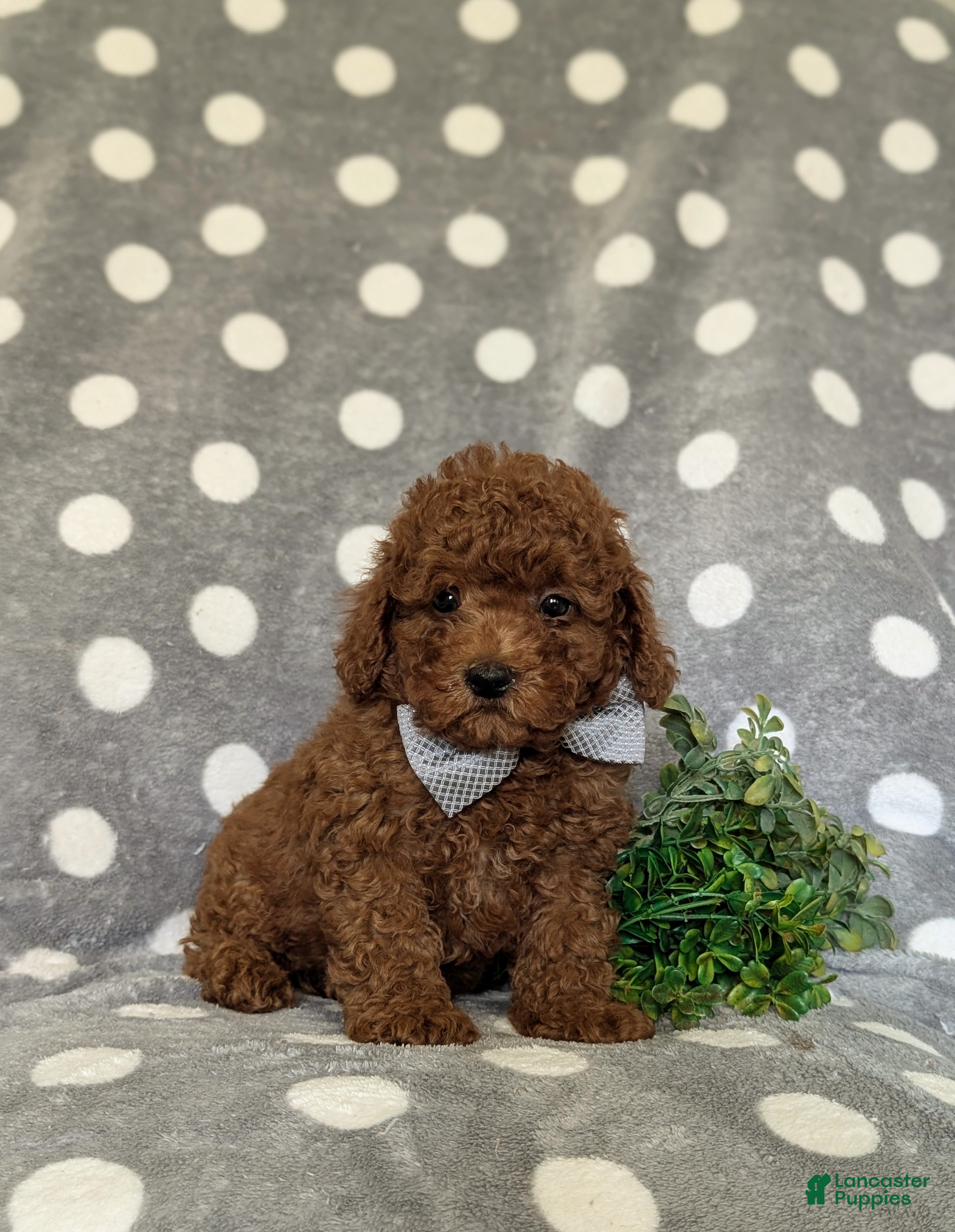 Miniature Poodle dogs Stefon - Ad 2