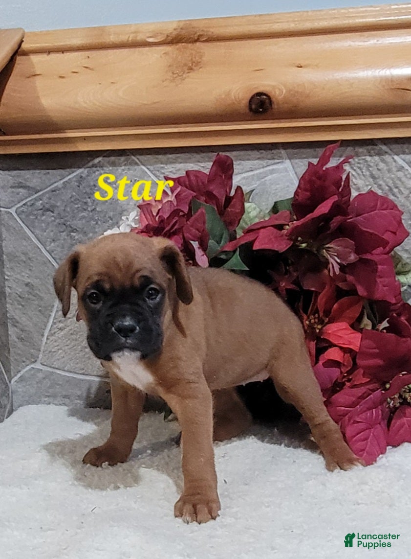 Boxer dogs Star - Ad 5