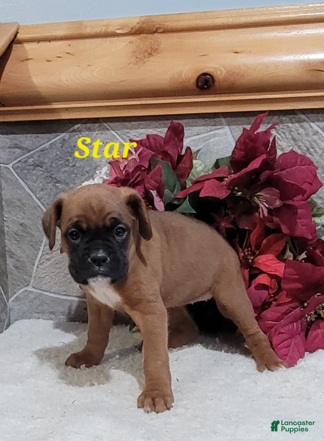 Boxer dogs for sale: Star - Ad 1