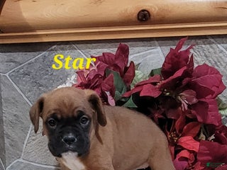 Boxer dogs Star - Ad 10