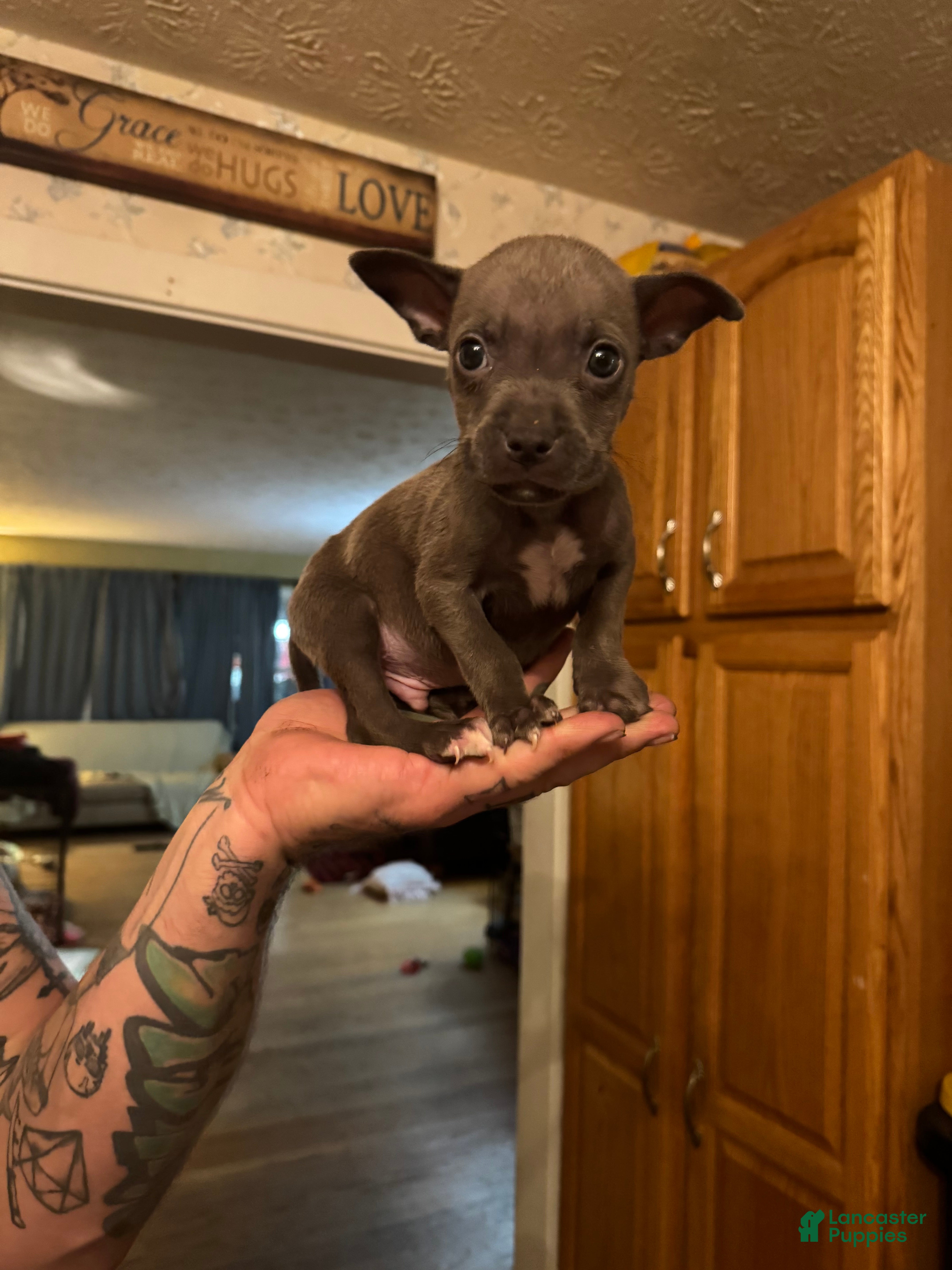 American Pit Bull Terrier dogs for sale: Binx - Ad 2