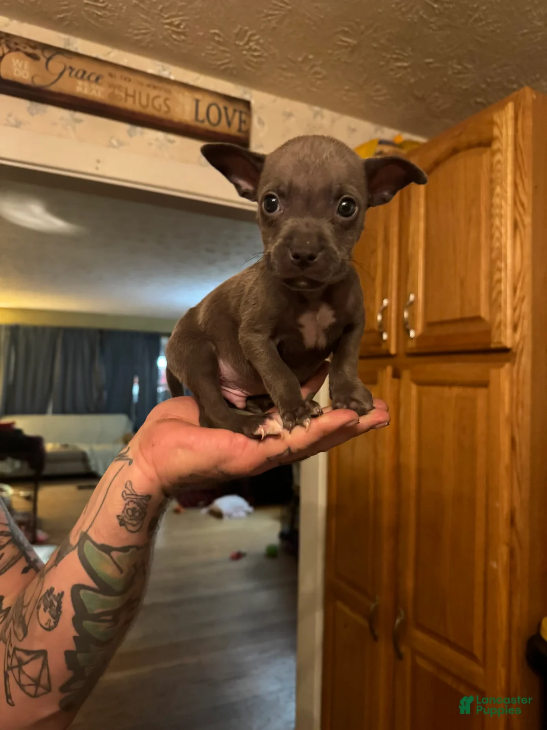 American Pit Bull Terrier dogs for sale: Binx - Ad 2