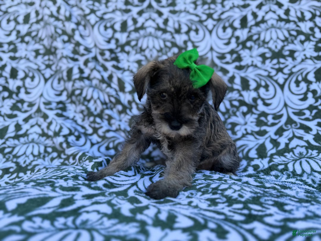 Miniature Schnauzer dogs for sale: Skittles - Ad 5