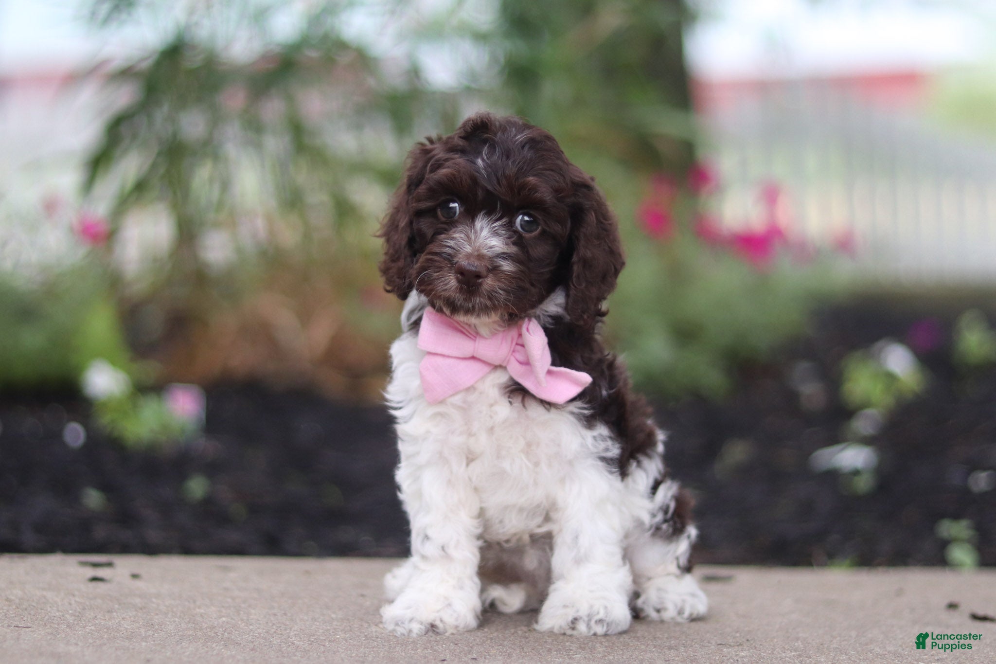 Cockapoo dogs Aleah - Ad 1