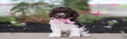 Cockapoo dogs for sale: Aleah - Ad 1