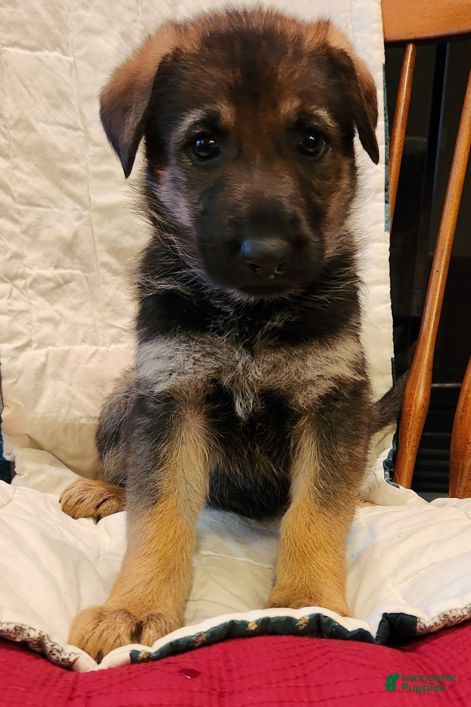 German Shepherd dogs German Shepherd Puppy 7 -Purple - Ad 2