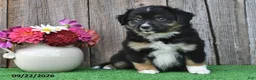 Miniature Australian Shepherd dogs for sale: Diesel - Ad 3