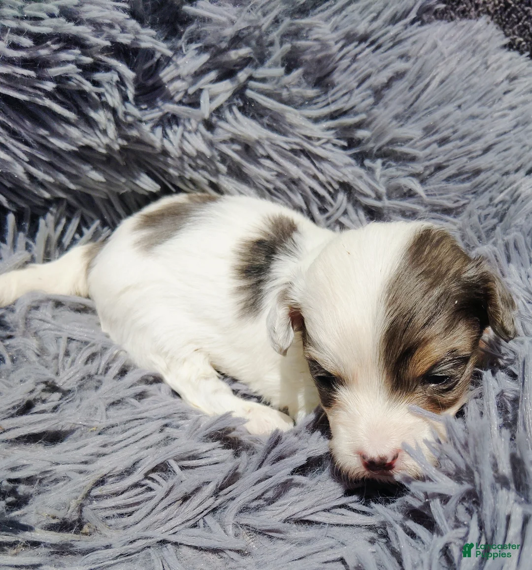 Maltipoo dogs for sale: Marlo - Ad 2