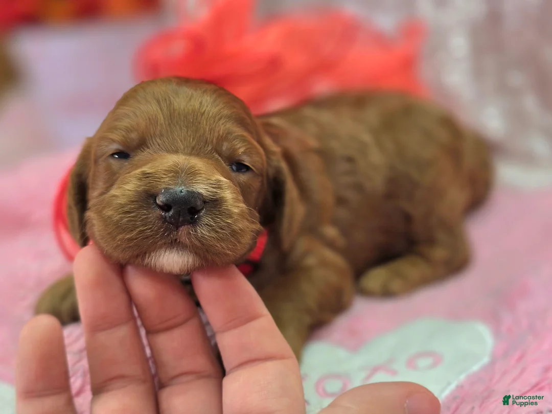 Cockapoo dogs for sale: Halo - Ad 2