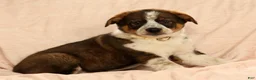 Australian Shepherd dogs for sale: Al - Ad 3