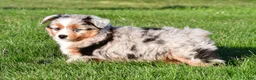 Miniature Australian Shepherd dogs for sale: Anika - Ad 4