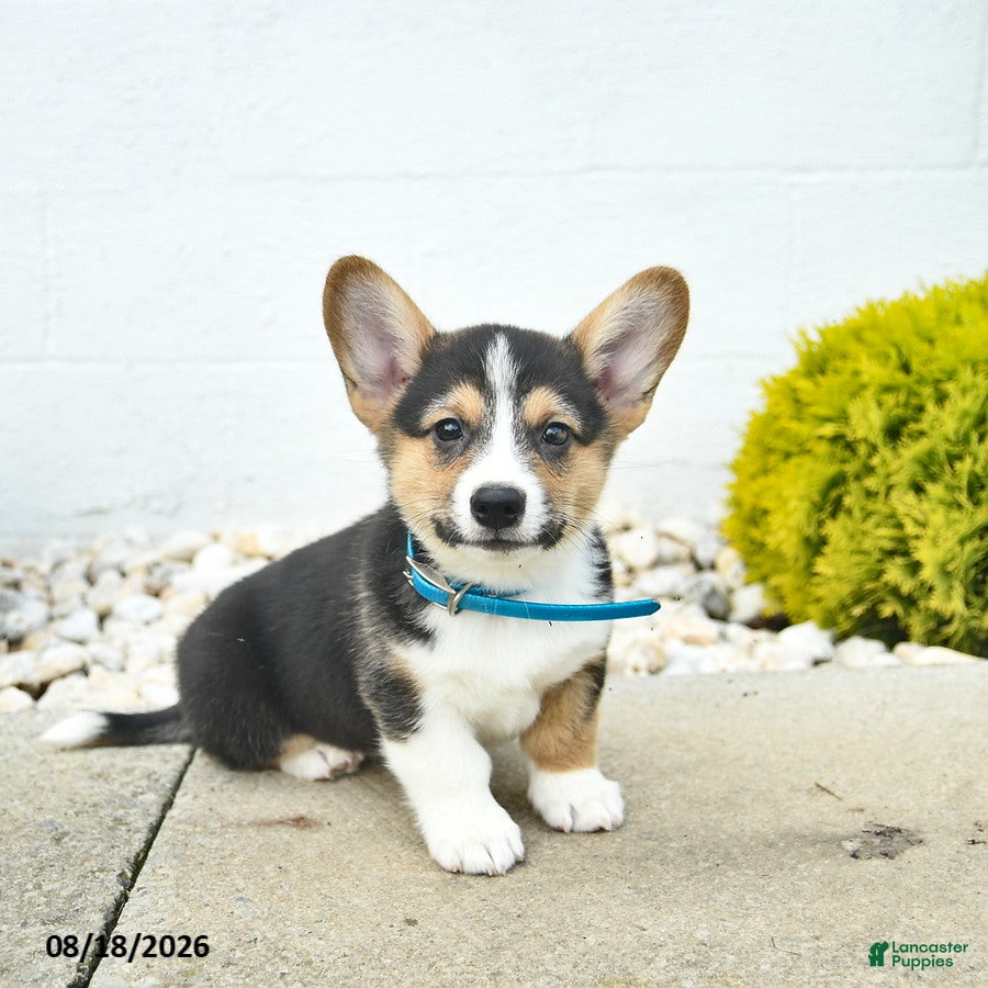 Welsh Corgi Pembroke dogs Bowe  - Ad 1