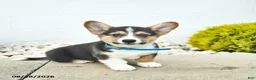 Welsh Corgi Pembroke dogs for sale: Bowe  - Ad 1