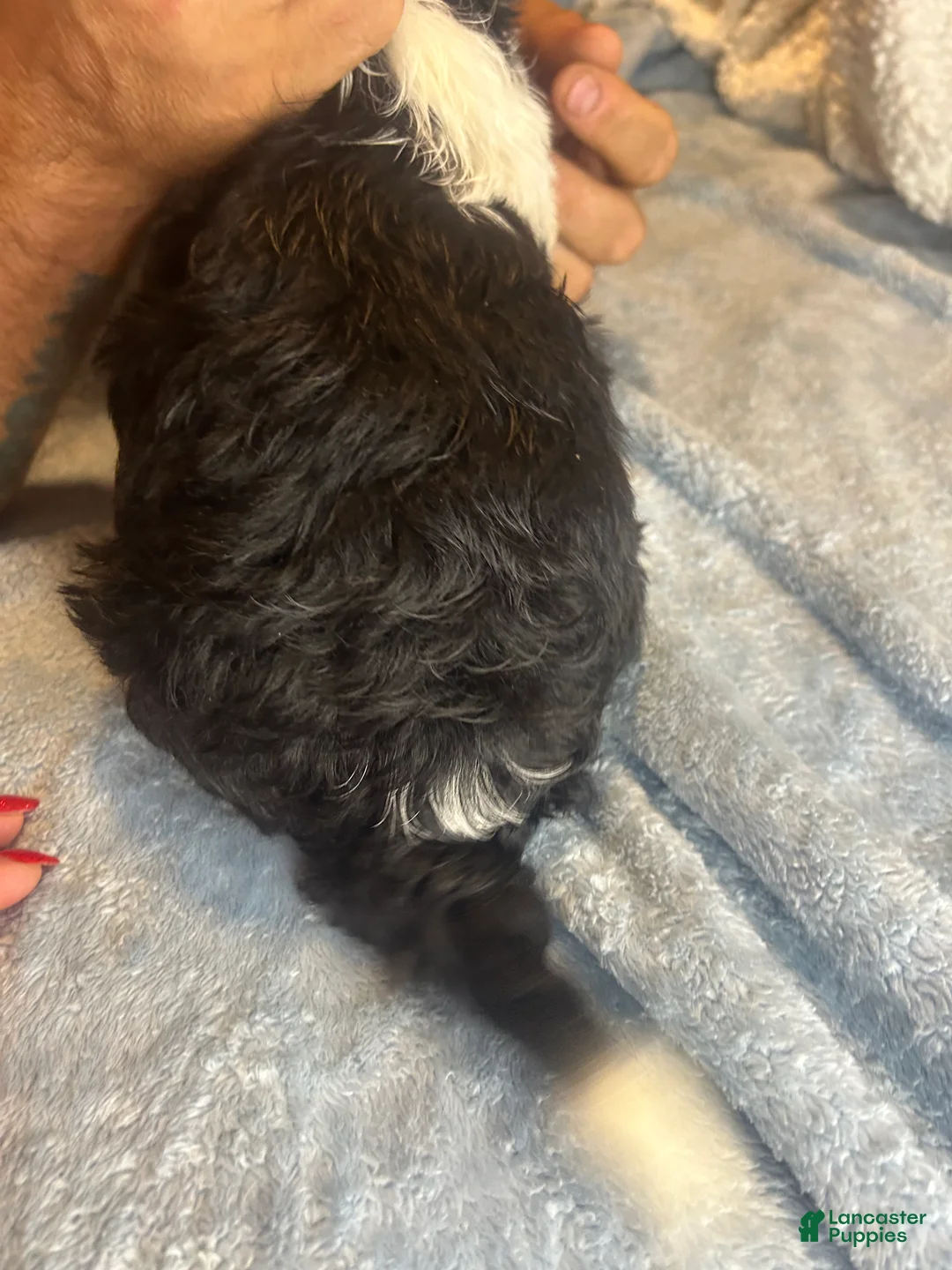 Teddy Bear dogs for sale: Rocky  - Ad 8