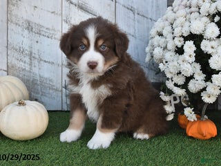 Australian Shepherd dogs - Ad 36