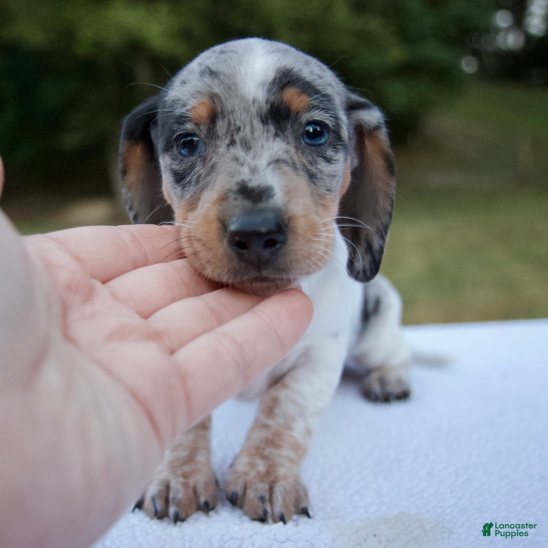 Blue Eyes Double Dapple Miniature Dachshund Wiener Dog White