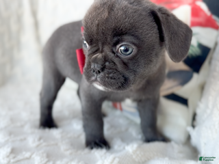 French Bulldog dogs Vixen Blue Fluffy Carrier - Ad 6