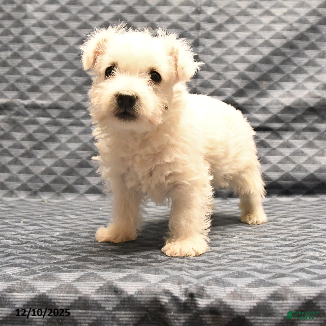 West Highland Terrier dogs for sale: Ginger - Ad 2