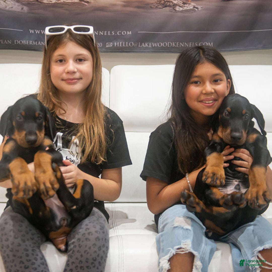 Doberman Pinscher dogs for sale: Black Male - Ad 4